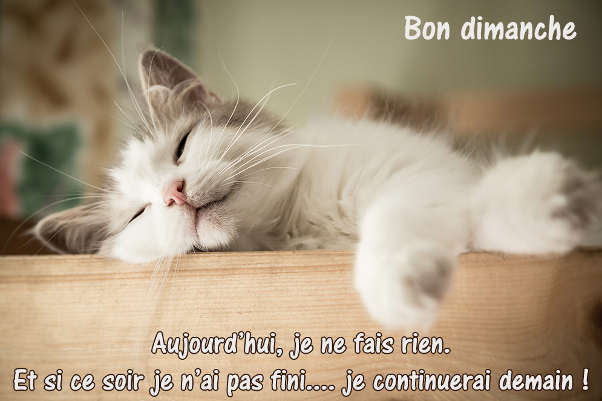 Entrez et tapons la causette (archive 17)... - Page 39 Image-bon-dimanche-chat-chats-bonne-journee-humour-bonjour